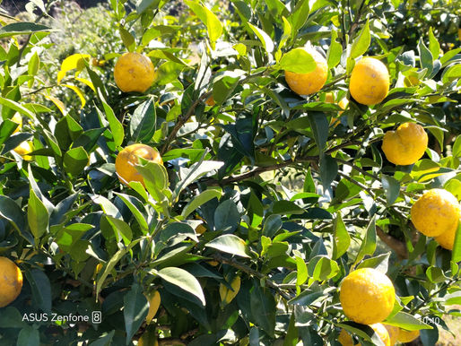 今シーズンのゆず受入れ、加工の様子などが中日新聞で紹介されました!!