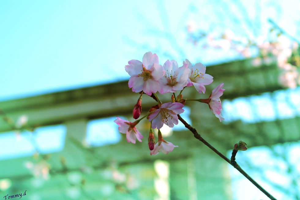 sakura