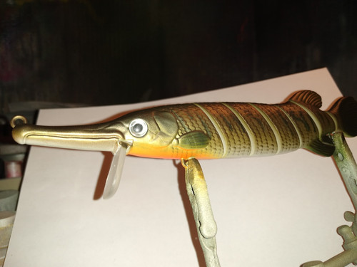 Alligator gar - Image 5