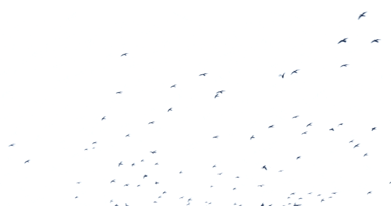 Flock-compressor.gif