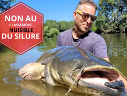 non au classement nuisible du silure