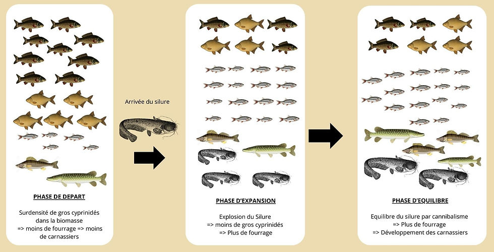 L'effet de cascade trophique, démontrée par le projet « Life Predator ».