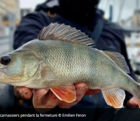 Fermeture de la pêche des carnassiers, jouez les prolongations !