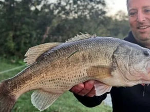 Comprendre le comportement du black-bass pour mieux le pêcher