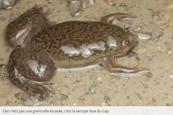xenope du cap