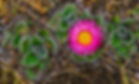 Witsieshoek flower.jpg