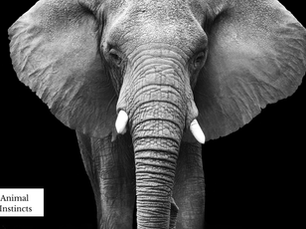Give me the Ear of an Elephant