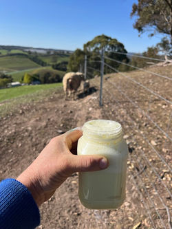 This poor ewe had such a tight udder.  She must feel much better now!