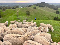 The lines on the sheep's backs are garlic oil.