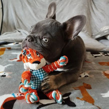 dog4.jpeg