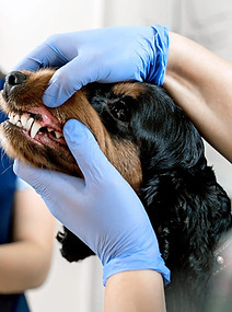 dental.jpeg