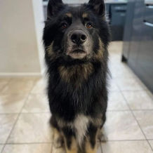 dog21.jpeg