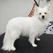 dog10.jpeg