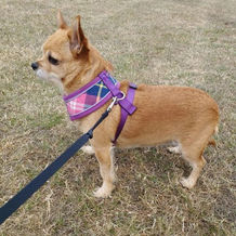 dog13.jpeg