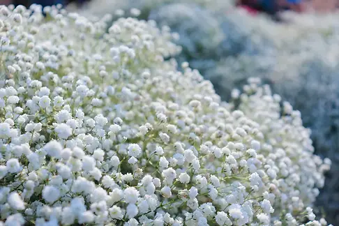 Baby’s Breath (Gypsophila)- .webp