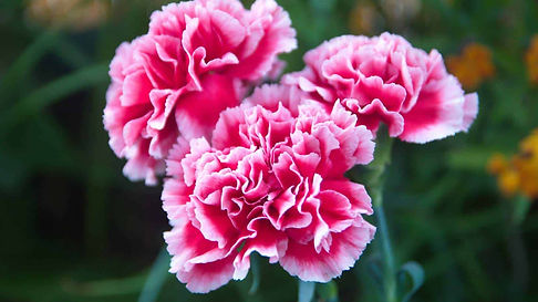 flower Carnation.jpg