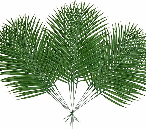 palm.jpg