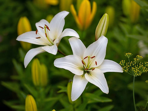 flower Lilies.jpg