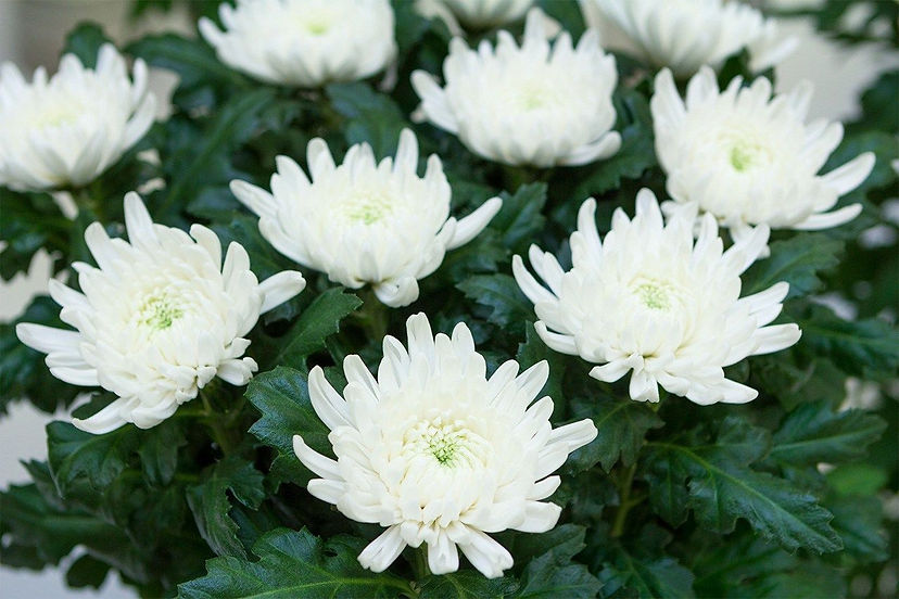 Chrysanthemum (Erisantemo).jpg