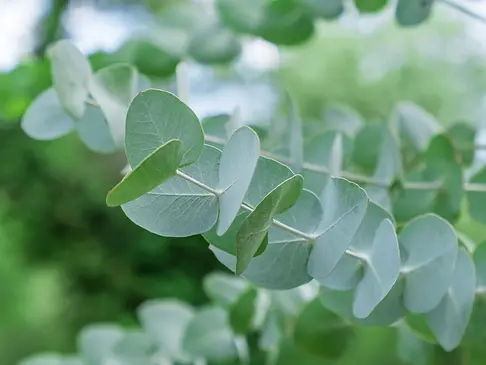Eucalyptus.webp