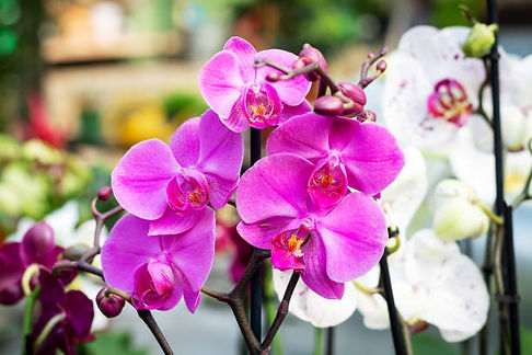 Orchid.jpg
