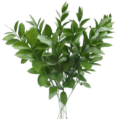 Ruscus.jpg
