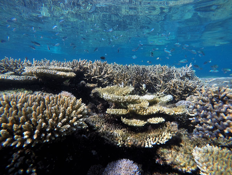 Coral Reef in Badi Island