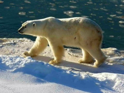 A polar bear from the North Pole