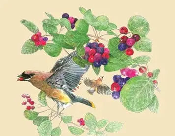 Book Study - The Serviceberry: Abundance and Reciprocity in the Natural World by Robin Wall Kimmerer