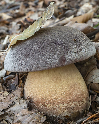 Boletus_pinophilus_Porcino_rosso_passion