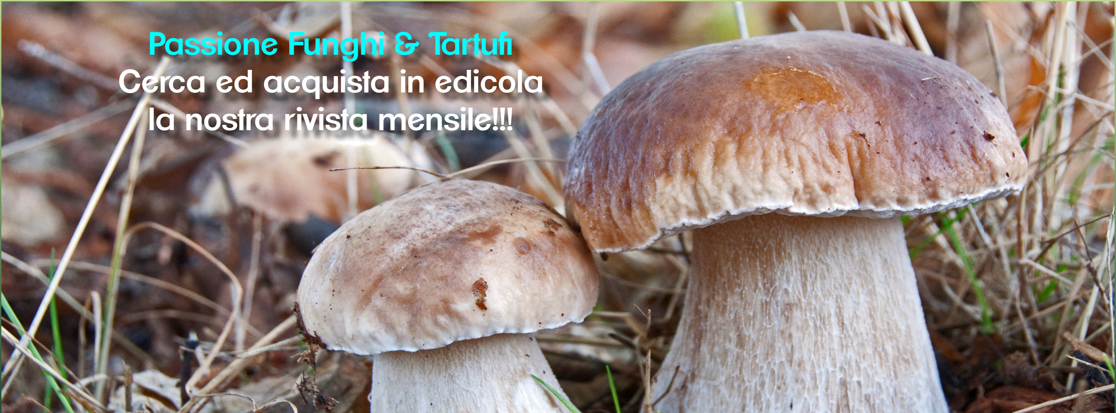 Crescita Funghi Rivista Passione Funghi & Tartufi