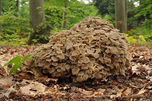 Polpyporus_umbellatus.jpeg