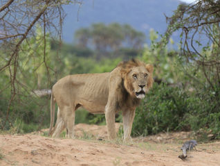 Kruger vs Masai Mara - Lion on Safari in Kenya