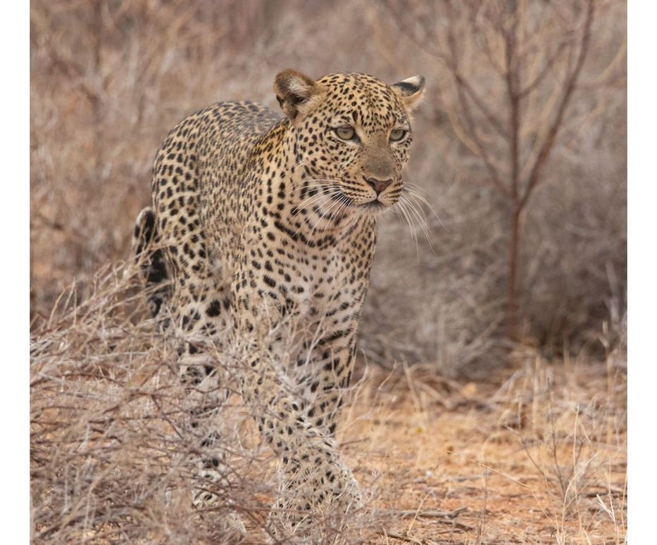 Leopard walking with intent in Samburu National park