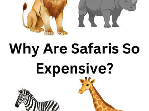 Why are safaris so expensive?
