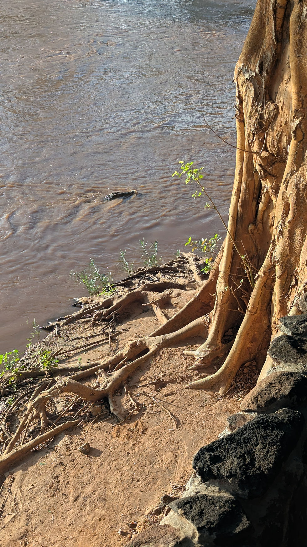 Wildlife Viewing from the restaurant at Larsen's tented camp Samburu