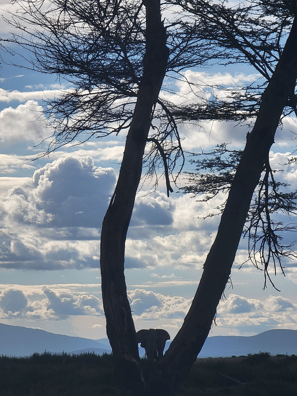 Distant picture of an elephant inbetween two tree trunks. Stunning and beautiful sky in the back ground