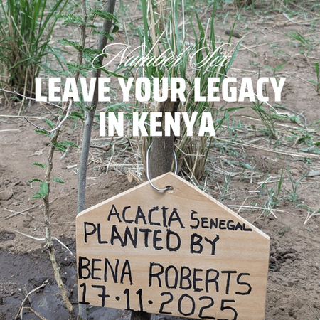 Planting tree projects in Africa