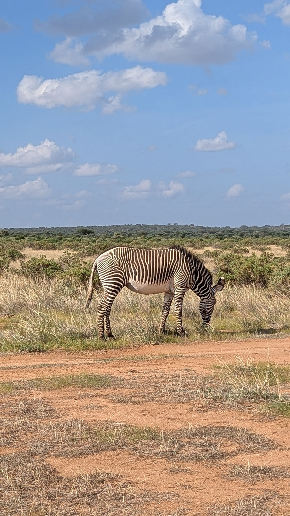 Zebra grazing in Kenya in November the value season 
