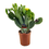 Thumbnail: Opuntia Vulgaris - Prickly Pear Cactus