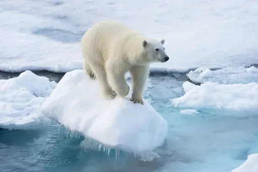 A polar bear standing on a small piece of floating ice. 