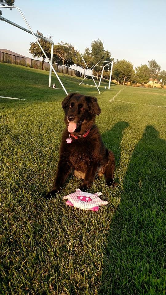 My puppy, Lady