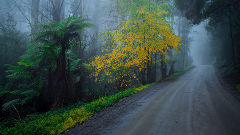 Dandenong Ranges National Park