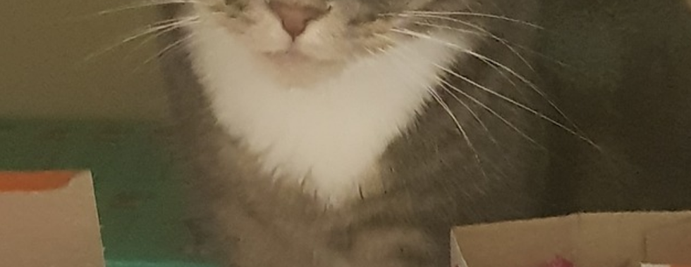 Meet Molly: Your loyal, loving guardian.