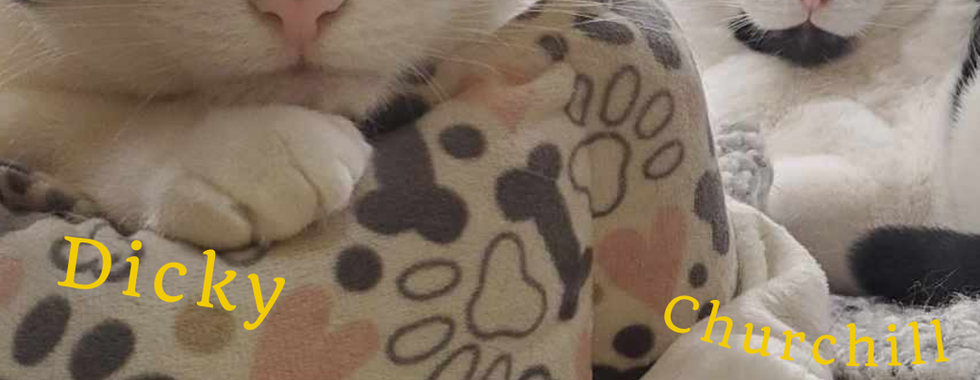 Adopt Dicky & Churchill: Twice the fun and affection.