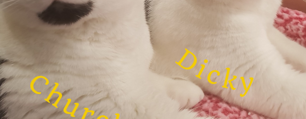 Dicky & Churchill: Perfect pair looking for love.