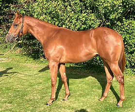 Lope Y Fernandez  x Dawreya  (Acclamation) 2023 Chesnut Filly 