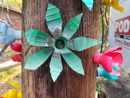 No Deadly Nightshade 