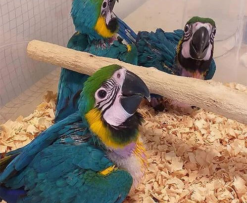 Buying Parrot Eggs Online: What You Need to Know