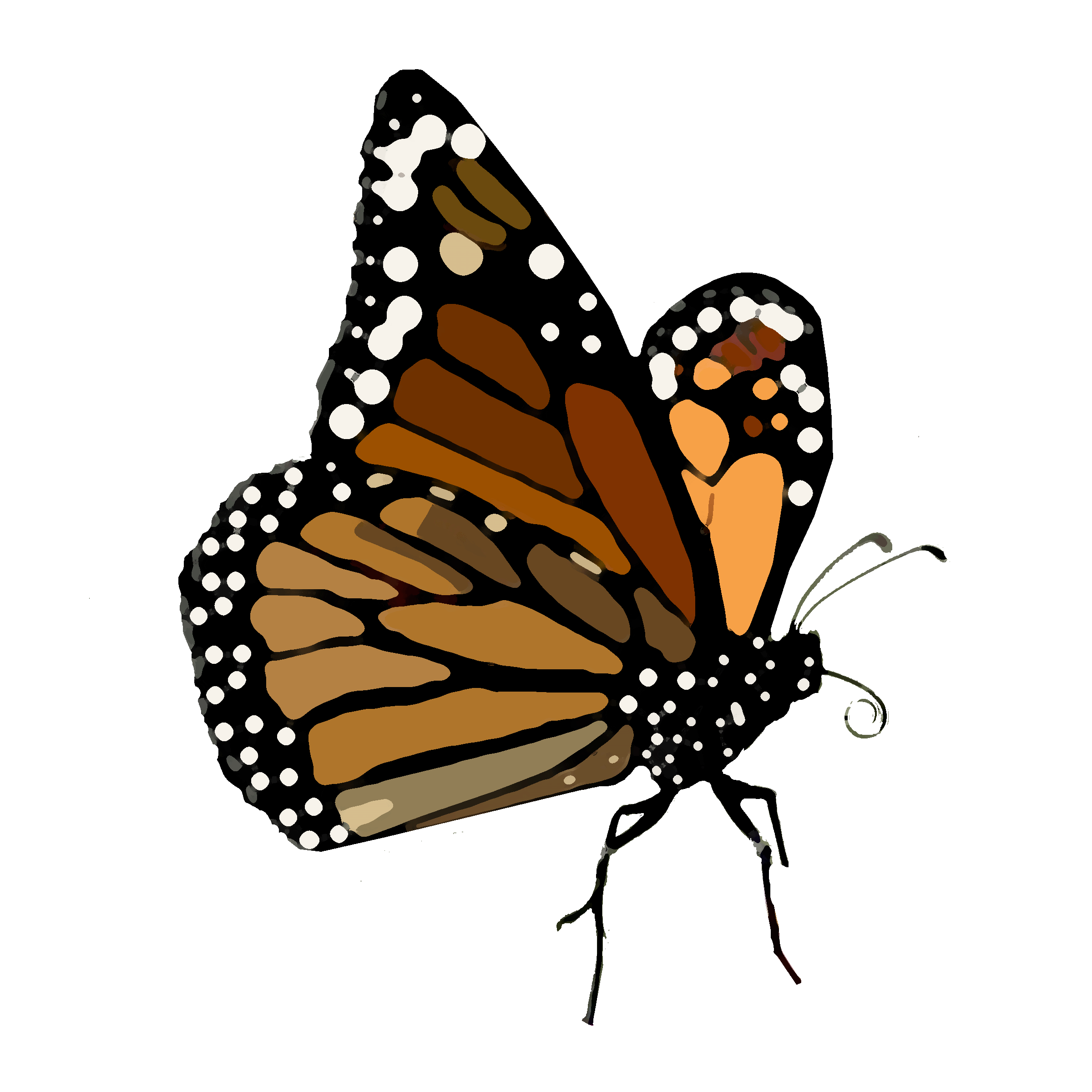 buterfly